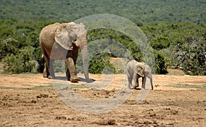 Elephants in South Africa