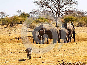 Elephants in South Africa family in dry waterhole with young and