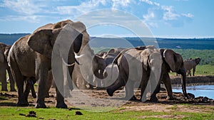 Elephants in South Africa, Family of elephant in Addo elephant park