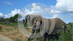 Elephants in south african bush