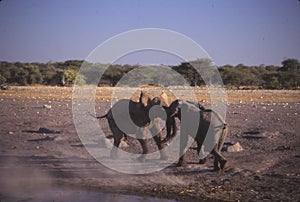 Elephants sparring at water hole photo