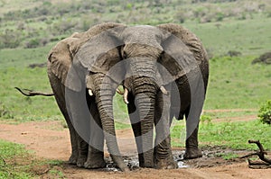 Elephants splashing mud in South Africa