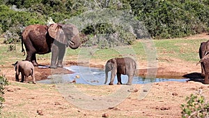 Elephants splashing at a water hole