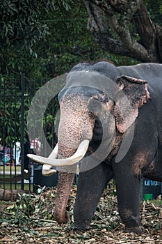 Elephants in sri lanka