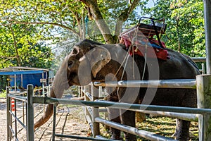 Elephants stand behind a fence, serving as a tourist attraction near Namuang Waterfall on Koh Samui