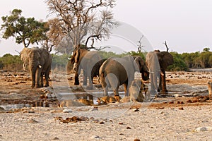 Elephants stand off with lions at a waterhole