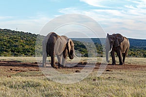 Elephants standing at the dam