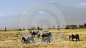 Elephants standing in front of mt kilimanjaro in amboseli, kenya