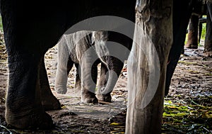 the elephants standing on the ground