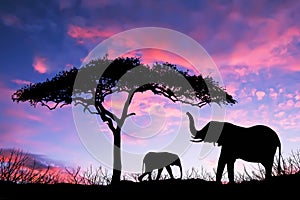 Elephants standing under tree at sunrise on the Massai Mara