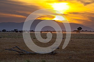 Elephants At Sunset