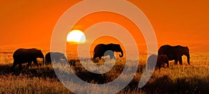 Elephants at sunset in the African savannah.