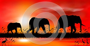 Elephants at sunset by the lake