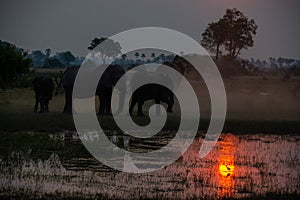 Elephants at sunset in the Okavango delta