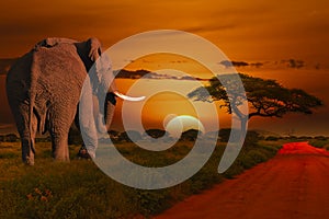 Elephants and sunset in the Tsavo East and Tsavo West National Park