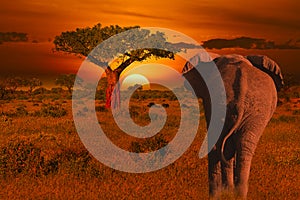 Elephants and sunset in the Tsavo East and Tsavo West National Park