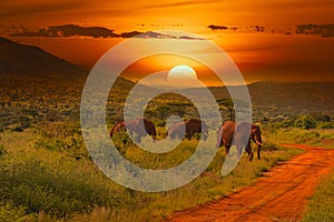 Elephants and sunset in the Tsavo East and Tsavo West National Park