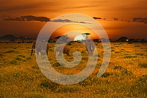 Elephants and sunset in the Tsavo East and Tsavo West National Park