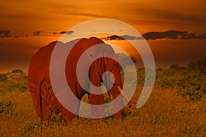 Elephants and sunset in the Tsavo East and Tsavo West National Park