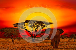 Elephants and sunset in the Tsavo East and Tsavo West National Park