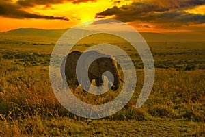 Elephants and sunset in the Tsavo East and Tsavo West National Park