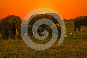 Elephants and sunset in the Tsavo East and Tsavo West National Park