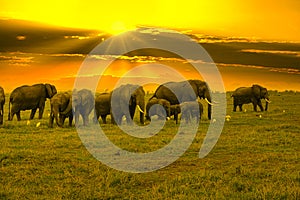 Elephants and sunset in the Tsavo East and Tsavo West National Park