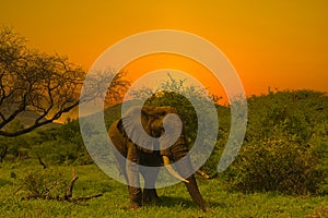 Elephants and sunset in the Tsavo East and Tsavo West National Park