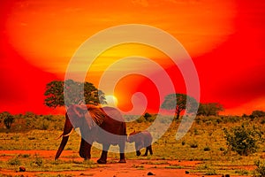 Elephants and sunset in the Tsavo East and Tsavo West National Park