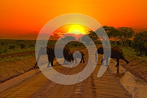 Elephants and sunset in the Tsavo East and Tsavo West National Park