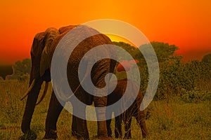 Elephants and sunset in the Tsavo East and Tsavo West National Park
