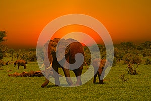 Elephants and sunset in the Tsavo East and Tsavo West National Park