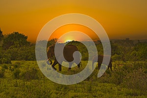 Elephants and sunset in the Tsavo East and Tsavo West National Park