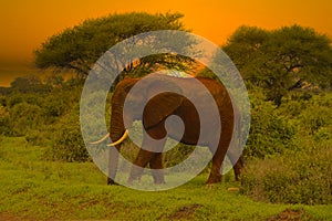 Elephants and sunset in the Tsavo East and Tsavo West National Park