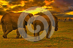 Elephants and sunset in the Tsavo East and Tsavo West National Park