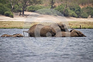 Elephants swimming