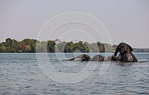 Elephants swimming in the Kafue river Kafue National Park Zambia