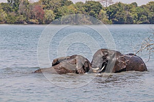 Elephants swimming in the Kafue river Kafue National Park Zambia