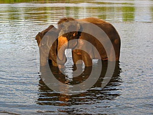 Elephants swimming in the river.