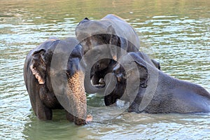 Elephants take a bath in Kwae-noi river. Kanchanaburi, Thailand