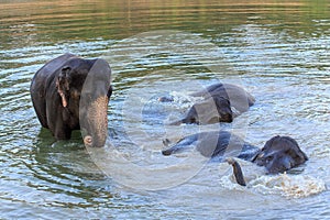 Elephants take a bath in Kwae-noi river. Kanchanaburi, Thailand