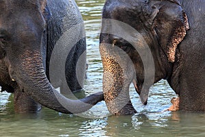 Elephants take a bath in Kwae-noi river. Kanchanaburi, Thailand