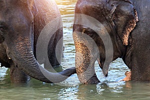 Elephants take a bath in Kwae-noi river. Kanchanaburi, Thailand
