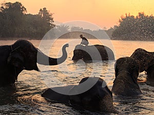 Elephants take a bath in Kwae-noi river. Kanchanaburi, Thailand