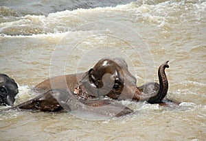 Elephants Taking a Bath