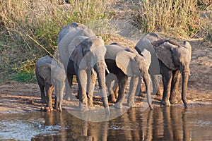 Elephants taking a drink