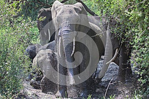 Elephants taking mud bath