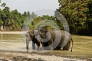 Elephants taking refresh bath