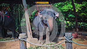 Elephants taking tourists for ride