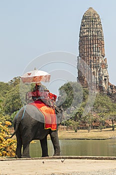 Elephants that are taking tourists to walk through the ancient historical architecture in Ayutthaya Province